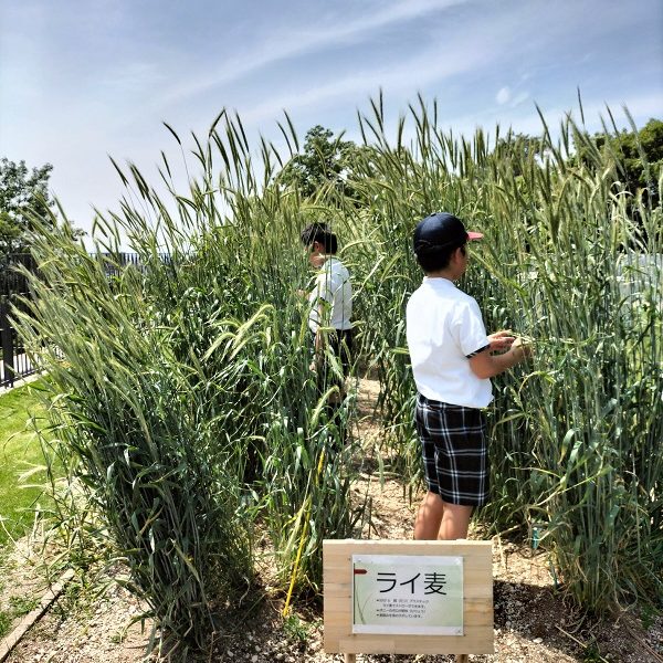 ライ麦畑でつかまえて